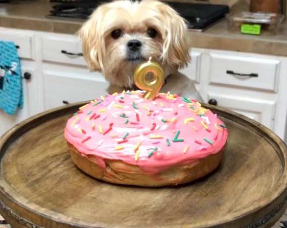Dog Birthday Cake