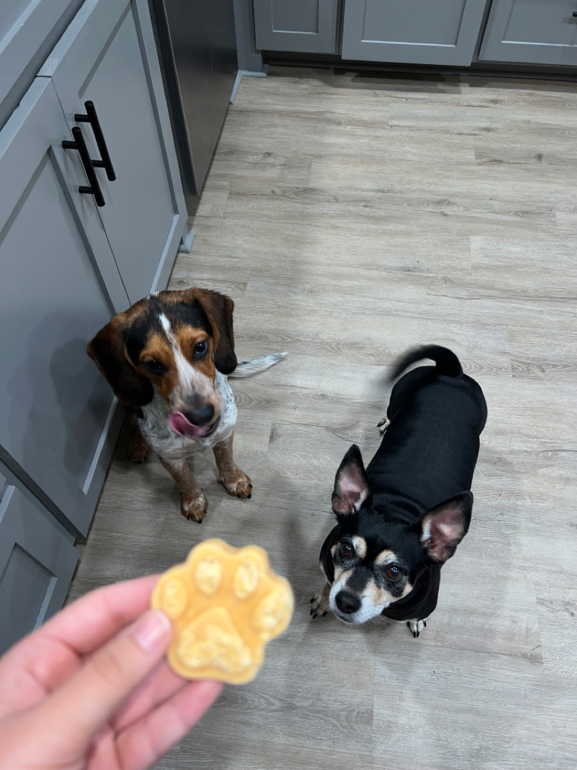 Frozen Dog Treats🐾🐶