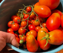 Tomato  Sally