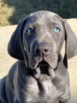 Matthew Peterson